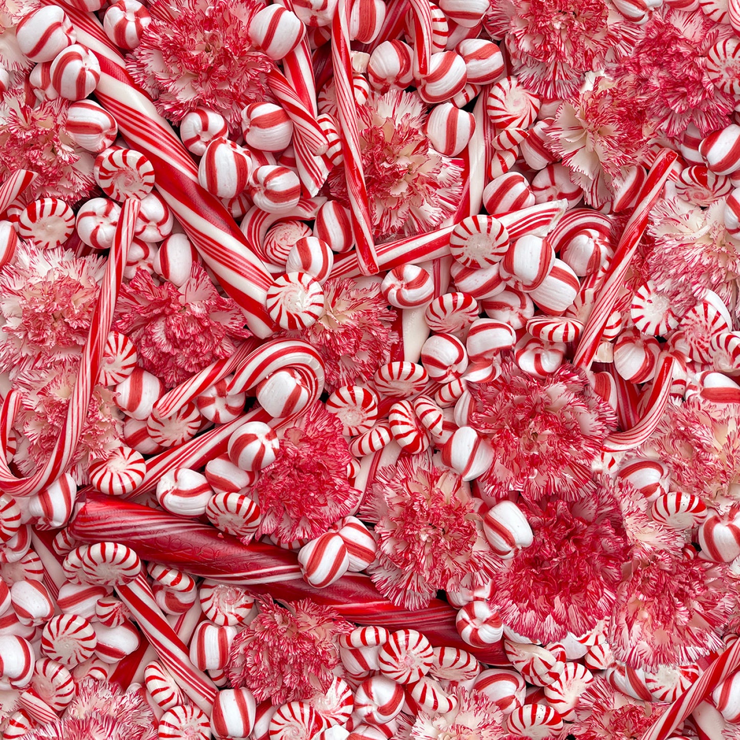 108" Quilt Back - Maywood - Red and White Pepperment Twist - QB10724M-RW