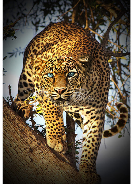 Hoffman: Call of the Wild - Leopard Call - S4838-686 - Panel