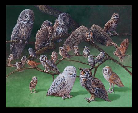 Elizabeth Studio: Owls  of North America Panel - 16002E-Blk