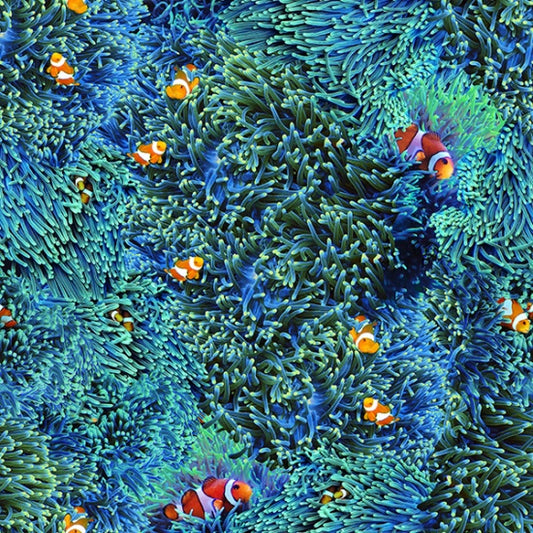 Hoffman: Natures Narratives - Clown Fish - R4664-316