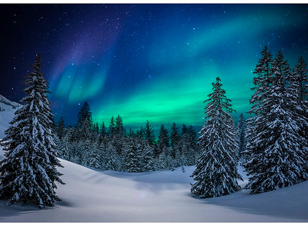Hoffman: Call of the Wild - Aurora Trees - T4860-532 - Panel