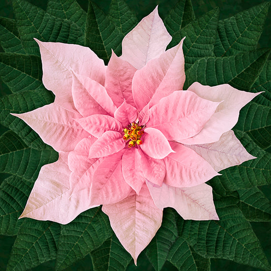 Hoffman: Call of the Wild - Dream Big Poinsettia - T4877-12-Pink - Panel