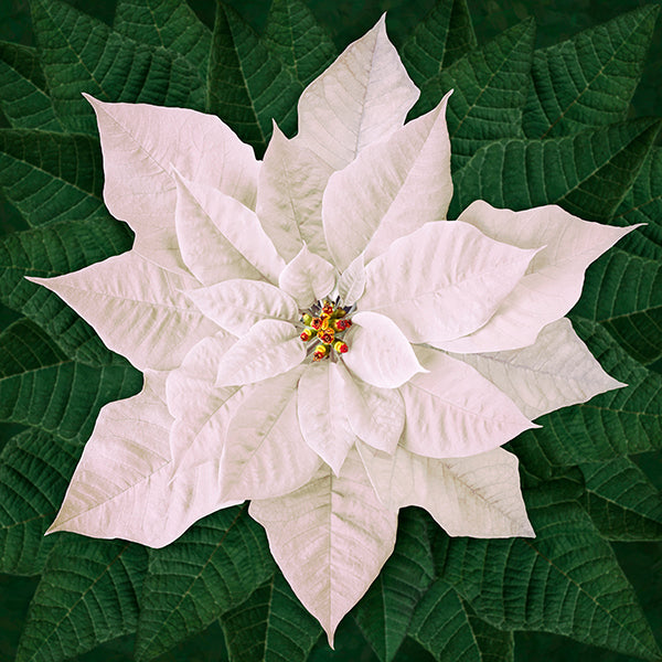 Hoffman: Call of the Wild - Dream Big Poinsettia - T4877-3-White - Panel