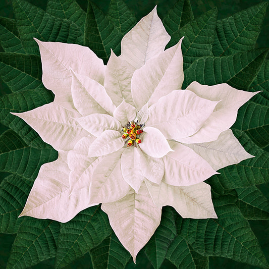 Hoffman: Call of the Wild - Dream Big Poinsettia - T4877-3-White - Panel