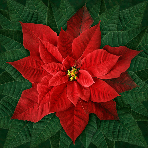 Hoffman: Call of the Wild - Dream Big Poinsettia - T4877-5-Red - Panel