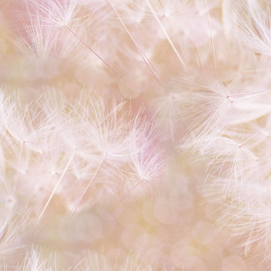 Hoffman: Farmhouse Blooms - Peach Whisps - 5045-27