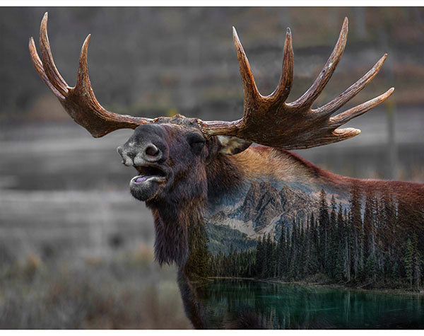 Hoffman: Call of the Wild - Deep Earth - W5510-704 - Panel