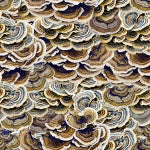 -Hoffman: Natures Narratives - Earth - R4673-58